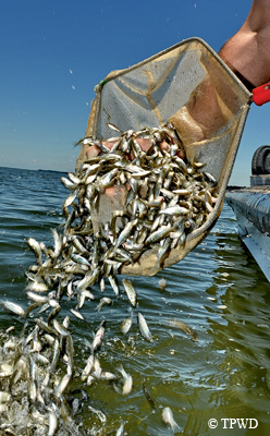 fish stocking